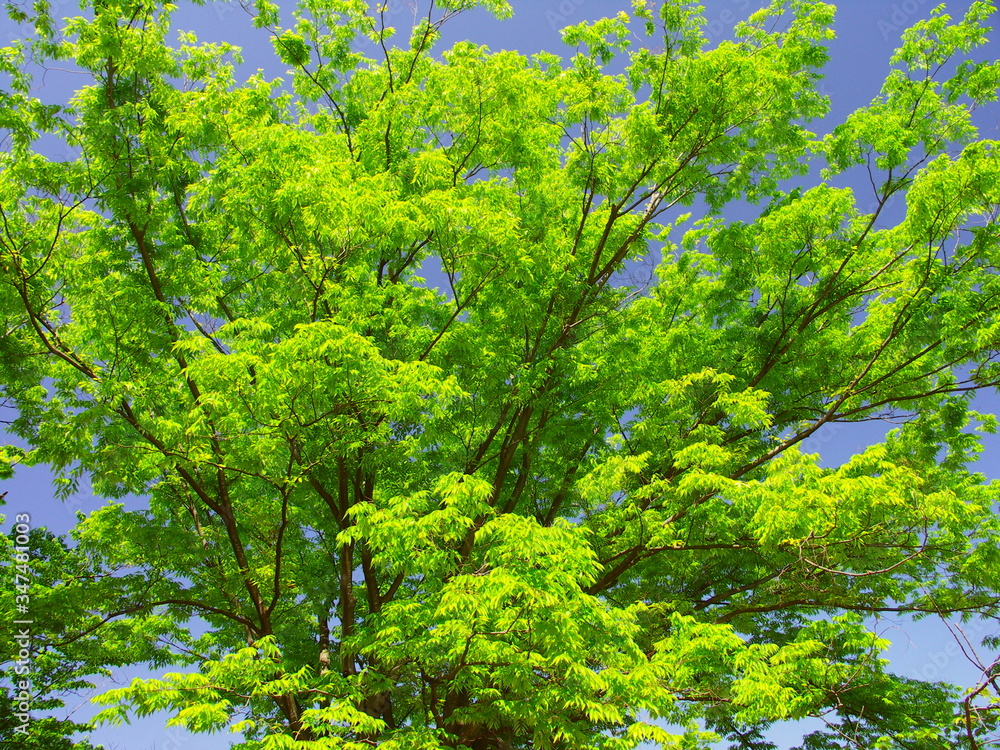 公園の新緑の欅と青空 公園の新緑の欅と青空
