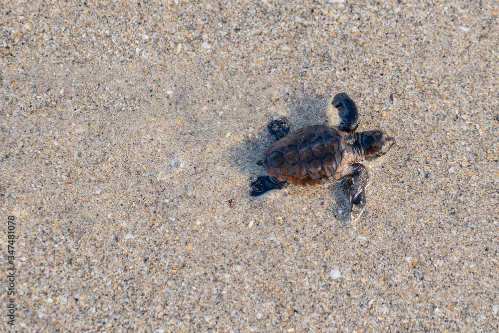 turtle on the beach turtle on the beach