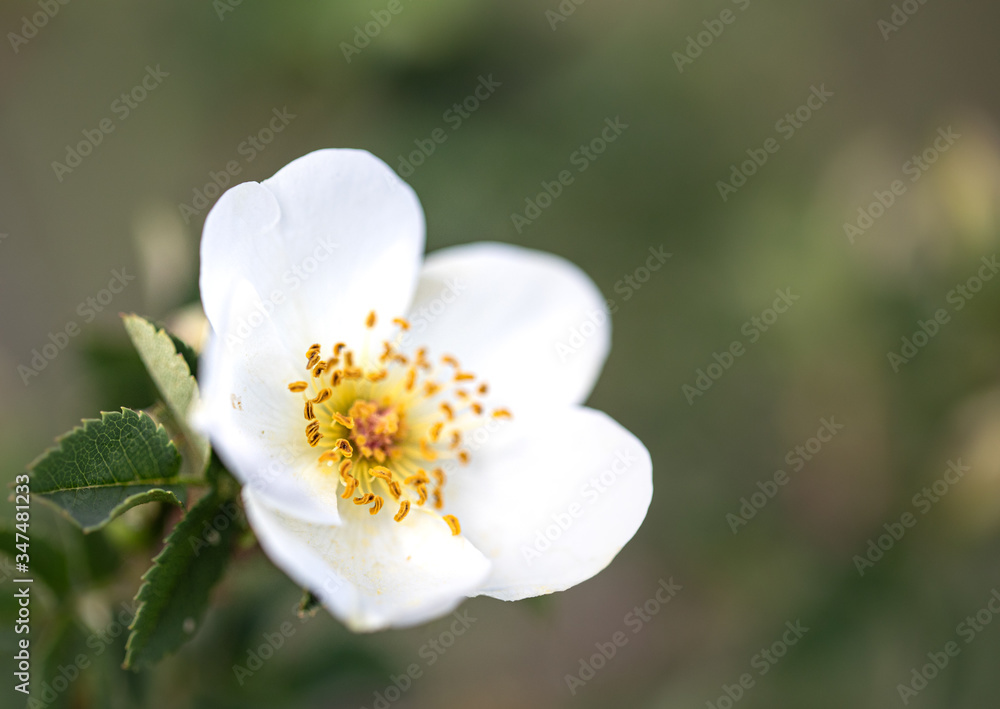 White rosehip flowers with leaves on a blurry green background. Rosa canina bokeh. Spring background. White rosehip flowers with leaves on a blurry green background. Rosa canina bokeh. Spring background.