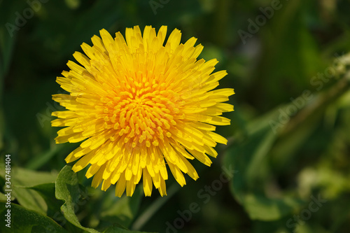 Top View of Bright Yellow Blooming Dandelion on Greenery Background. Flower of Sunny Dandelion in Natural Environment.