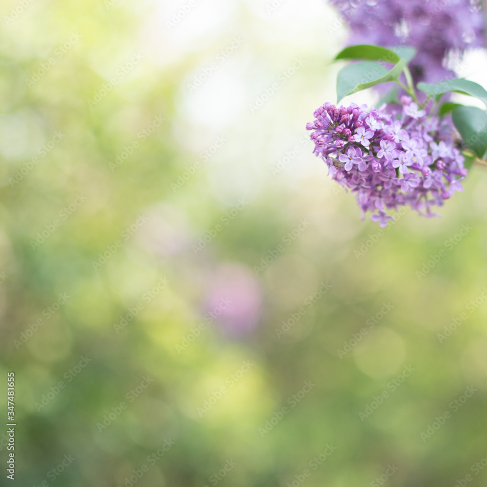 Spring lilac flowers on green background. Selective focus Spring lilac flowers on green background. Selective focus