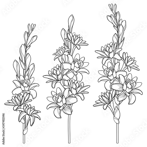 Set of outline tropical Agave amica or Polianthes or Tuberose bunch with open flower and bud in black isolated on white background.