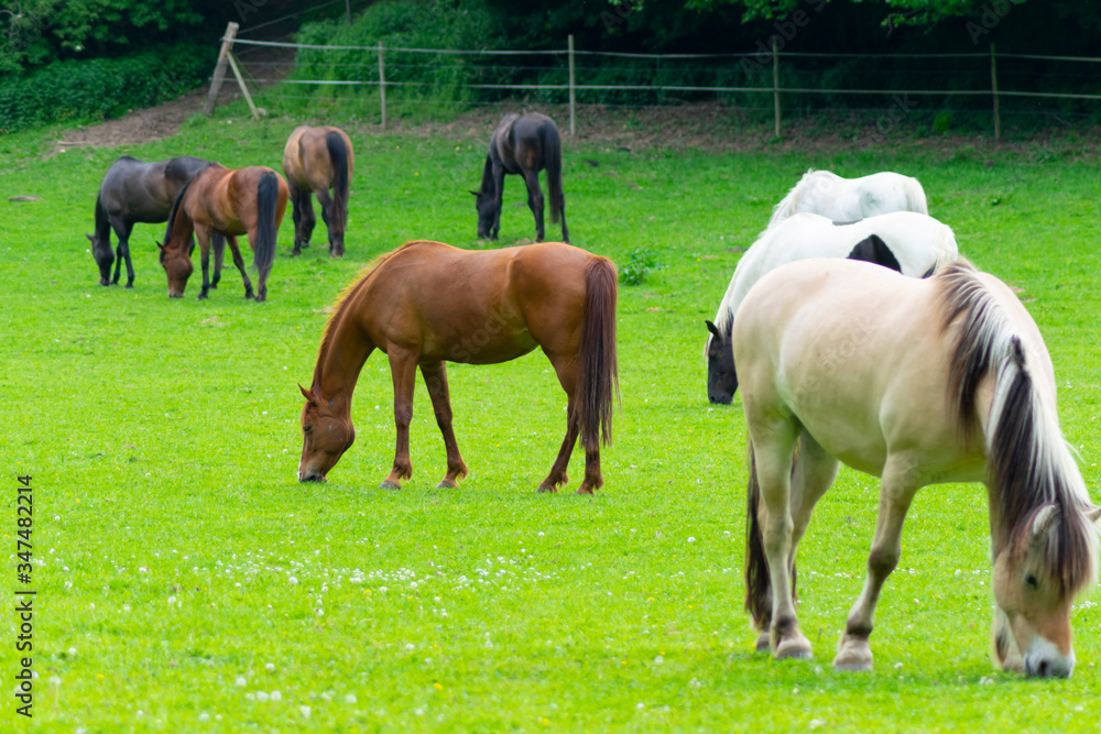 cheval cheval