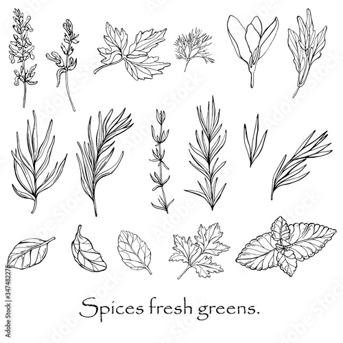 Vector black and white drawing of spicy spices.