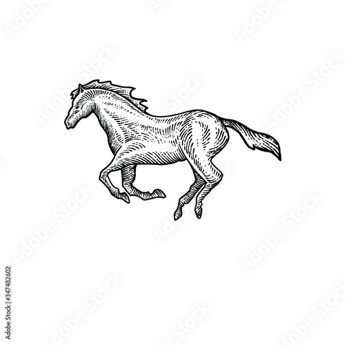 Horse engraving vector design illustration