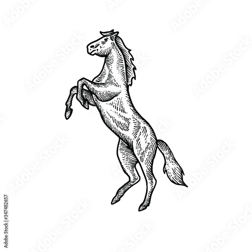 Horse engraving vector design illustration