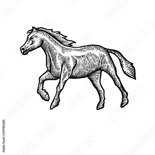 Horse engraving vector design illustration