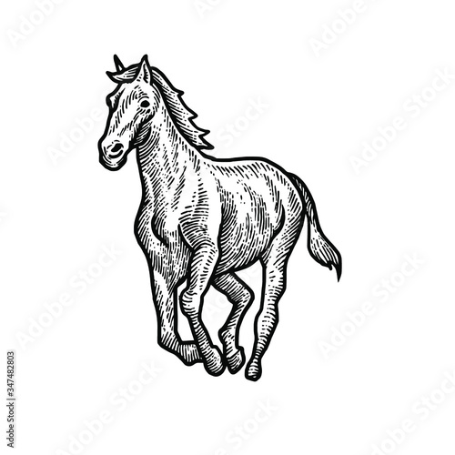 Horse engraving vector design illustration