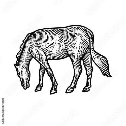 Horse engraving vector design illustration