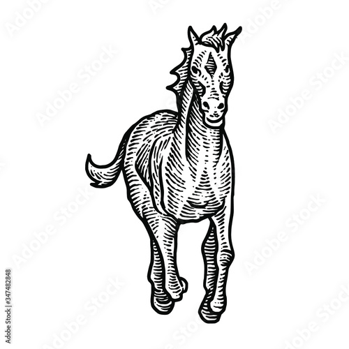Horse engraving vector design illustration