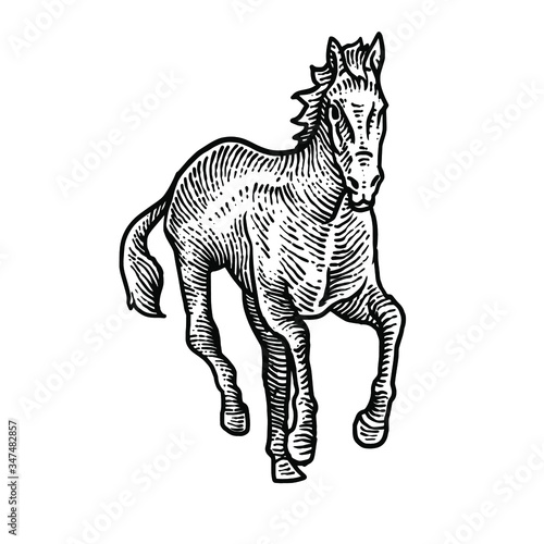 Horse engraving vector design illustration