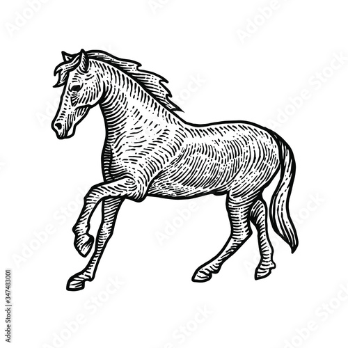 Horse engraving vector design illustration