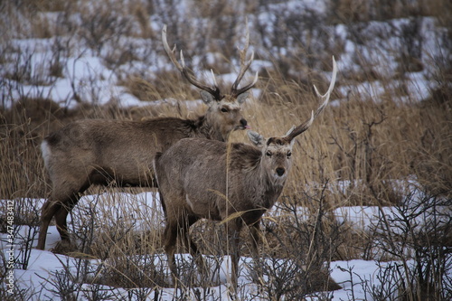 Ezo sika deer in winter in Hokkaido, Japan