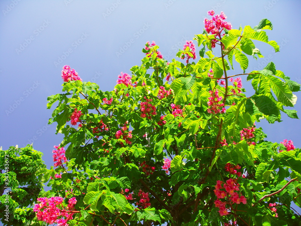 Obraz premium 花咲くベニバナトチノキと青空