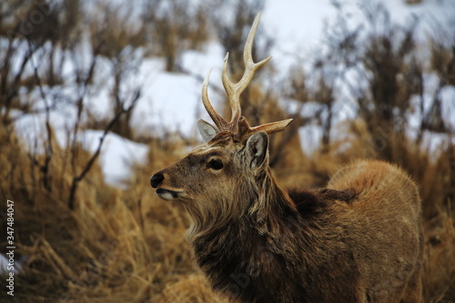 Ezo sika deer in winter in Hokkaido, Japan