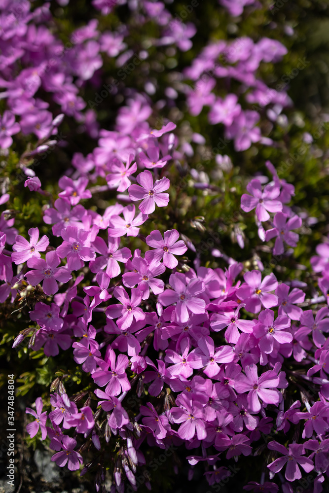 芝桜 芝桜