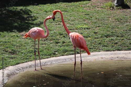 Lovely pink flamingo in the zoo