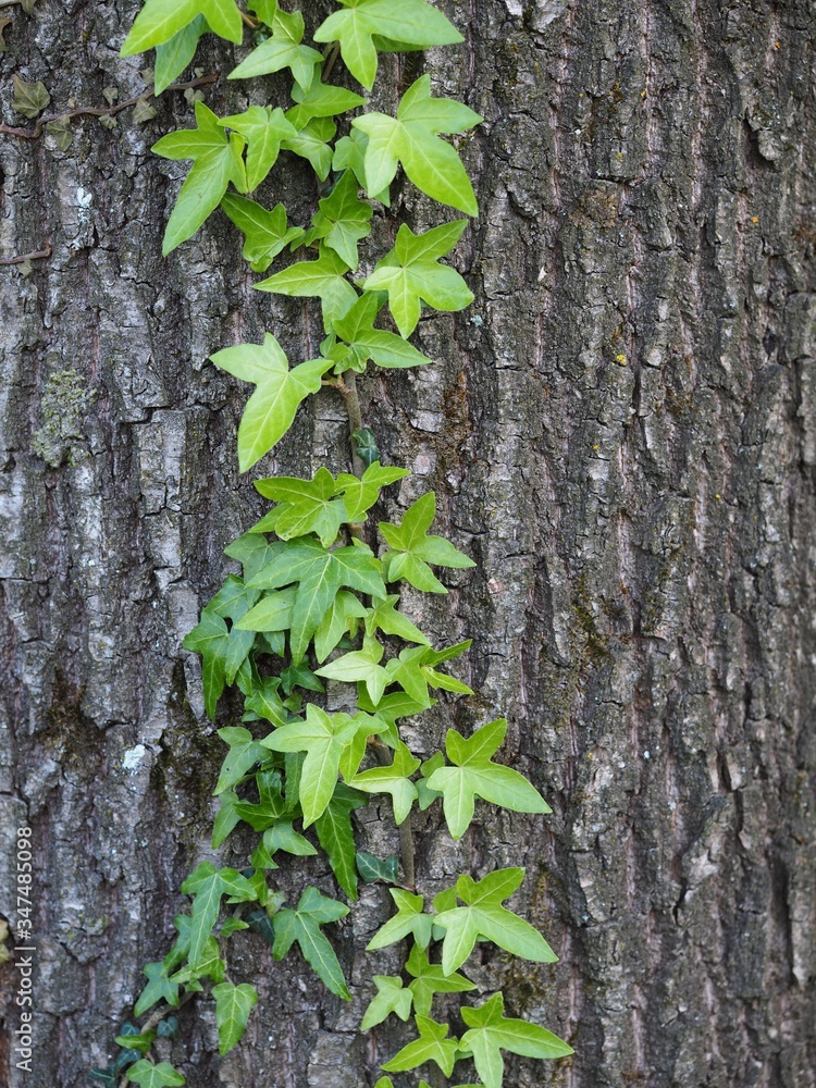 Grüne Pflanze klettert den Baum empor