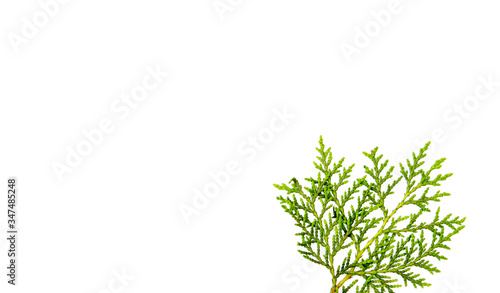 thuja branch on white background