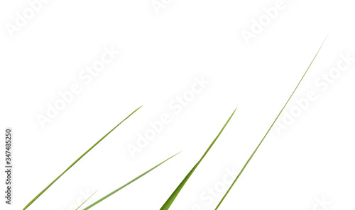 green grass on white background