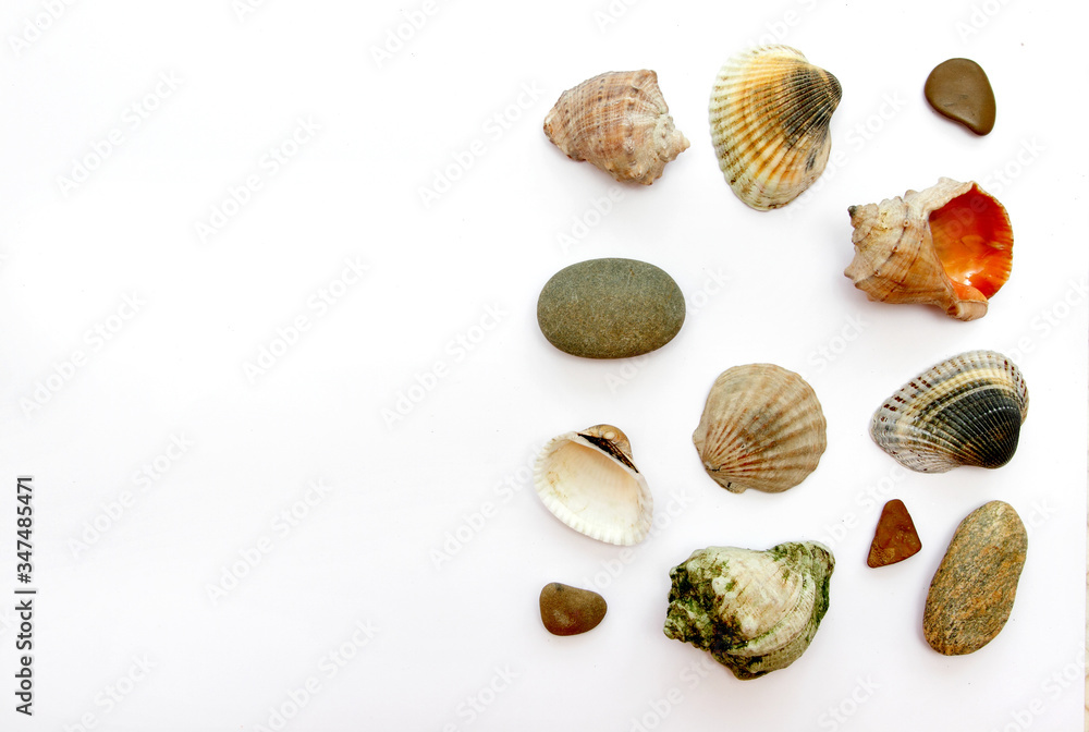 seashells jn white background