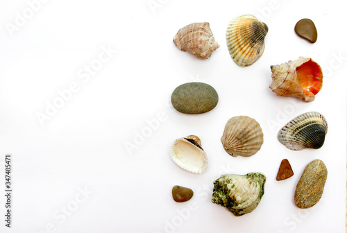 seashells jn white background