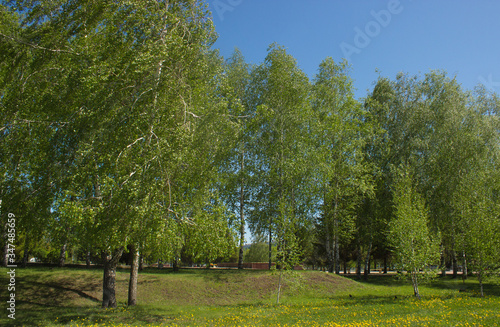 beautiful birch trees against the bright blue sky