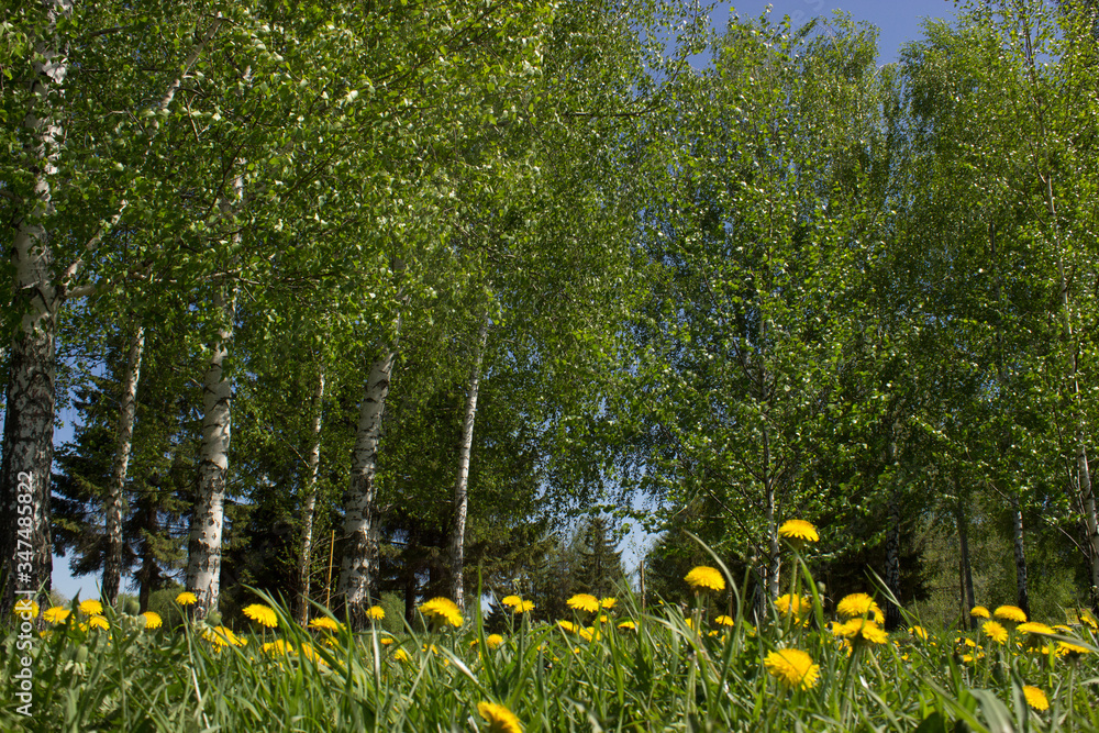 yellow dandelions and the young birch trees under a bright blue sky yellow dandelions and the young birch trees under a bright blue sky