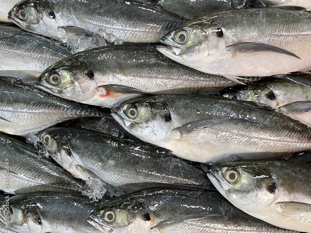 fresh fish on ice fresh fish on ice