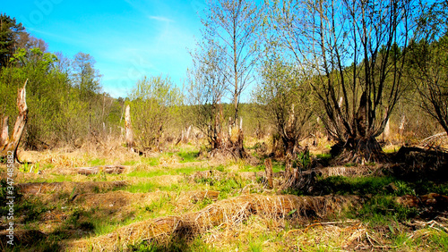 Old destroyed forest on dry swamps 