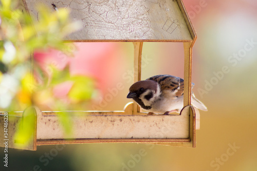 little bird eat in the sun