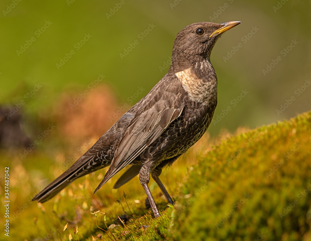 Ring ouzel photographed during spring migration in the Netherlands
Ring ouzel photographed during spring migration in the Netherlands