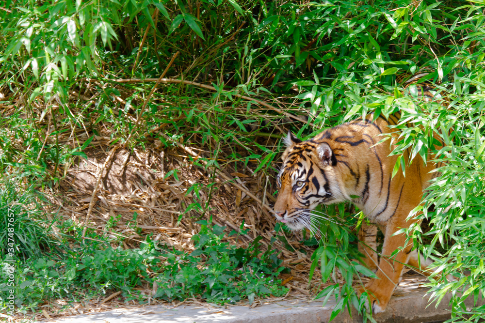 Obraz premium wild tiger caught in the jungles in spring