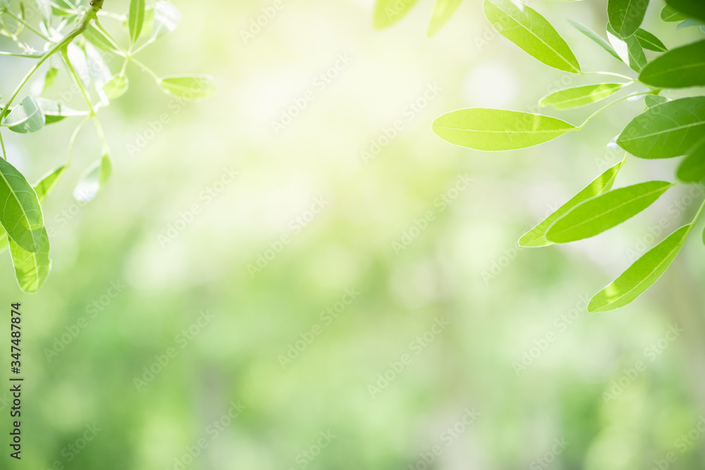 Amazing nature view of green leaf on blurred greenery background in garden and sunlight with copy space using as background natural green plants landscape, ecology, fresh wallpaper concept. Amazing nature view of green leaf on blurred greenery background in garden and sunlight with copy space using as background natural green plants landscape, ecology, fresh wallpaper concept.