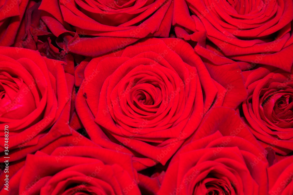 Flowers at the flower market, Bouquet ideal for Mother's Day, Woman's Day, Valentine's Day Flowers at the flower market, Bouquet ideal for Mother's Day, Woman's Day, Valentine's Day