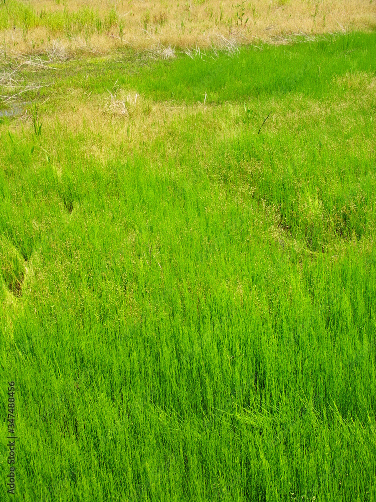 若草茂る初夏の野原風景 若草茂る初夏の野原風景