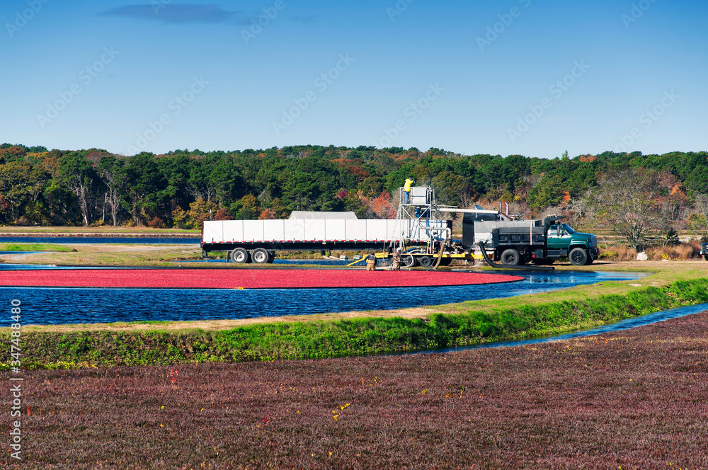 Autumn Cranberry harvest on Cape Cod Massachusetts