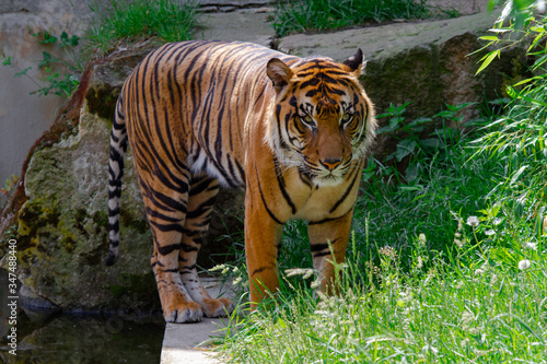Fototapeta Naklejka Na Ścianę i Meble -  
wild tiger caught in the jungles in spring