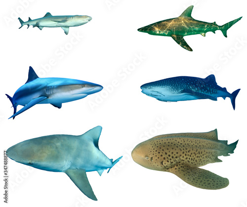 Shark species isolated on white background. Whitetip Reef Shark, Bronze Whaler, Caribbean Reef, Whale Shark, Bull and Leopard Sharks cutout 