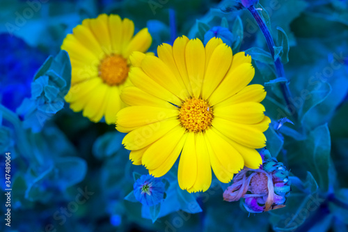 yellow flower in blue