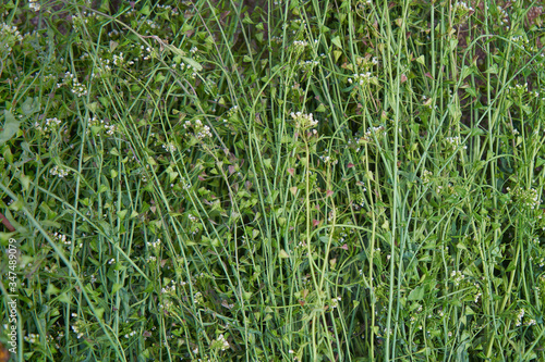 Texture of grass and flowers in green colors