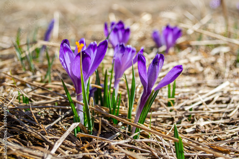 Krokusy, crocus, spring flowers in the mountains, hay Krokusy, crocus, spring flowers in the mountains, hay