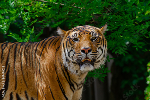  head of a big wild tiger in the wild in the jungle in spring 