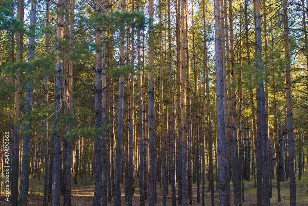 beautiful sunset shadows in the pine forest