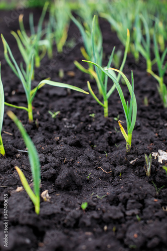 spring time, spring onion at the allotment