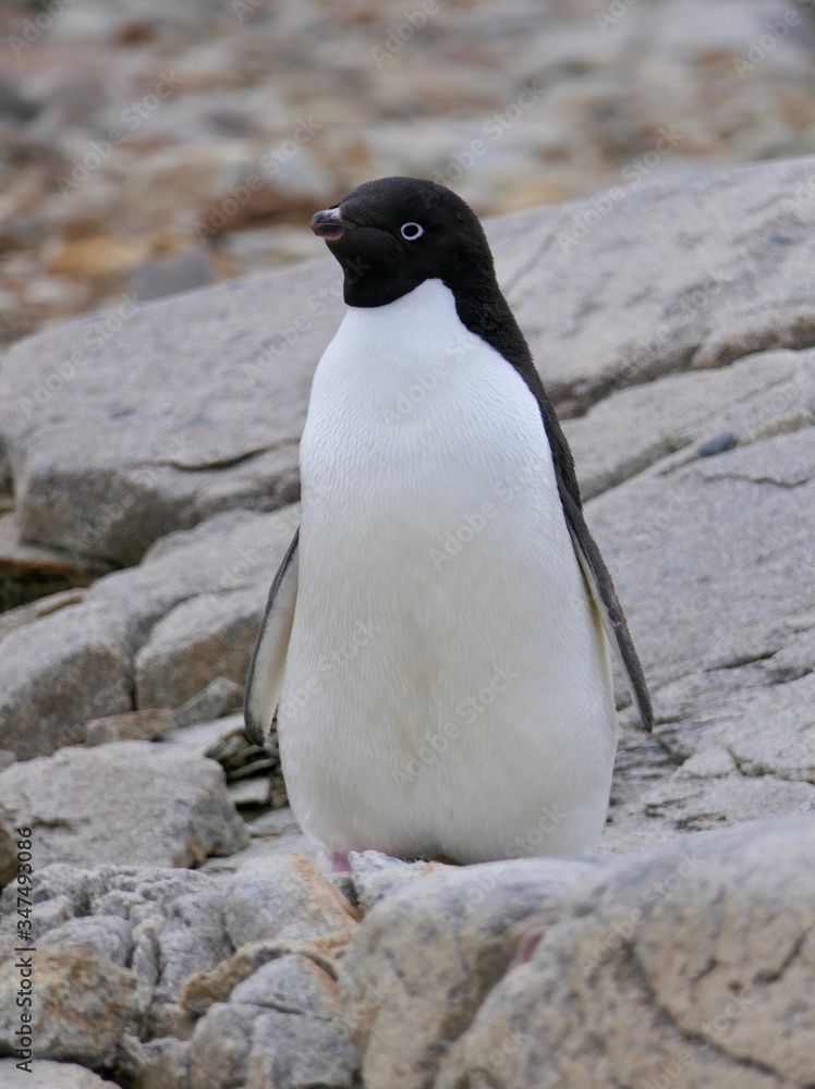 Naklejka premium Curious adelie penguin looking into camera, penguin colony, Antarctica