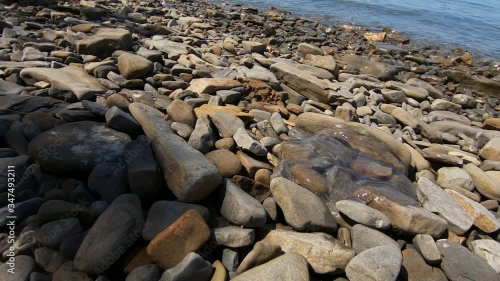 Low angle jellyfish washed up on rocky shore. Beach covered with rocks and pebbles. Wide shot, backward dolly moving Low angle jellyfish washed up on rocky shore. Beach covered with rocks and pebbles. Wide shot, backward dolly moving