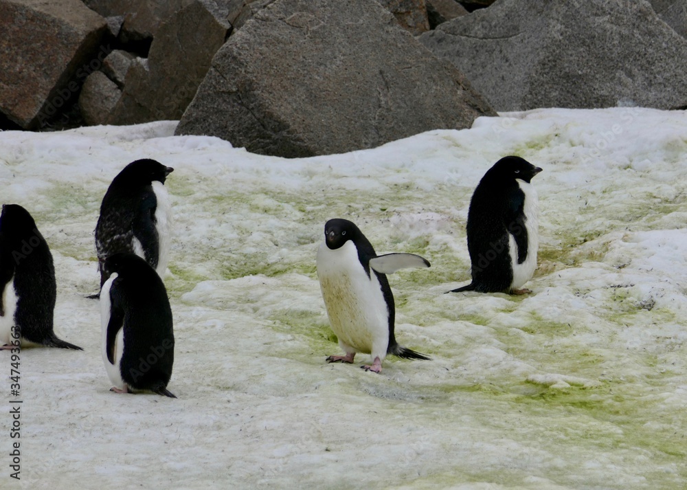 Obraz premium Cute adelie penguin walking in penguin colony, Antarctica