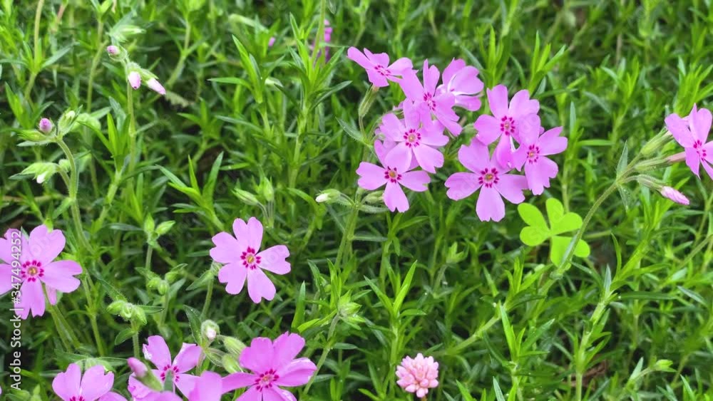 風に揺れるシバザクラの花 クロースアップ 右にパン 風に揺れるシバザクラの花 クロースアップ 右にパン