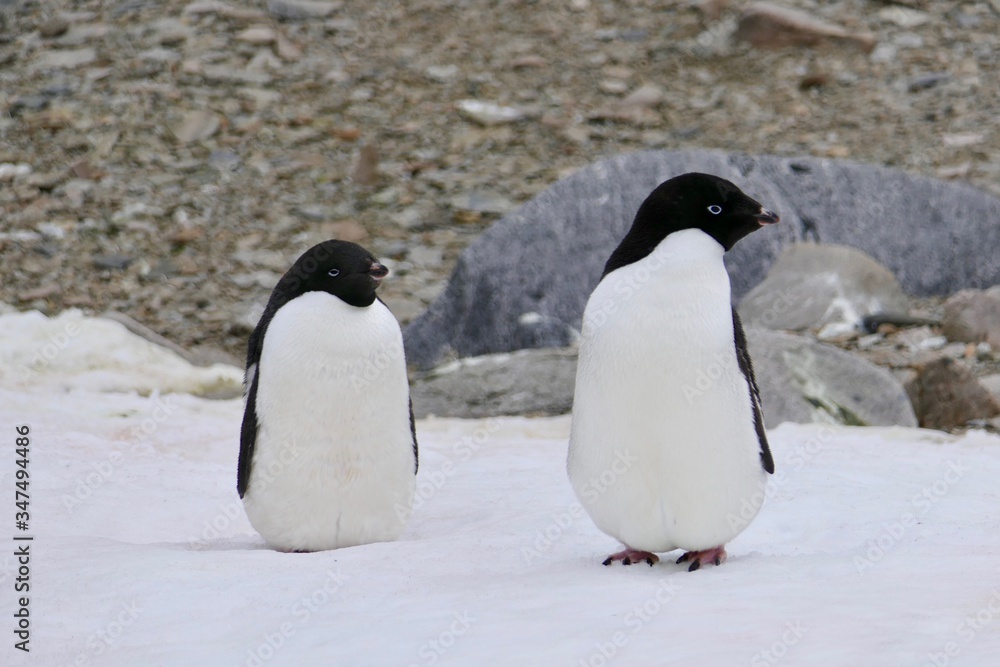 Fototapeta premium Adelie penguins sitting on snow, Antarctica